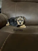 Barney, a male Yorkshire Terrier for sale in Tulsa, OK – Photo 1 of 2