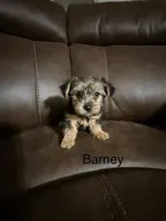 Barney, a male Yorkshire Terrier for sale in Tulsa, OK – Photo 2 of 2