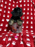 Faith, a female Yorkshire Terrier for sale in Tulsa, OK – Photo 3 of 4