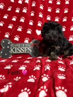 Faith, a female Yorkshire Terrier for sale in Tulsa, OK – Photo 2 of 4