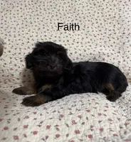 Faith, a female Yorkshire Terrier for sale in Tulsa, OK – Photo 4 of 4