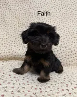 Faith, a female Yorkshire Terrier for sale in Tulsa, OK – Photo 1 of 4