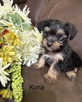 Kona, a female Yorkipoo for sale in Tulsa, OK – 3 of 3