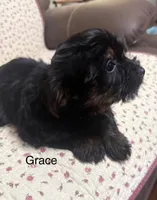 Grace, a female Yorkshire Terrier for sale in Tulsa, OK – Photo 4 of 4