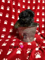 Grace, a female Yorkshire Terrier for sale in Tulsa, OK – Photo 2 of 4