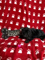 Grace, a female Yorkshire Terrier for sale in Tulsa, OK – Photo 1 of 4