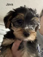 Java, a female Yorkipoo for sale in Tulsa, OK – 2 of 3