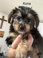 Kona, a female Yorkipoo for sale in Tulsa, OK – 2 of 3