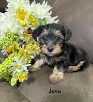 Java, a female Yorkipoo for sale in Tulsa, OK – 3 of 3