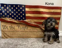 Kona, a female Yorkipoo for sale in Tulsa, OK – 1 of 3