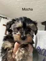 Mocha, a female Yorkipoo for sale in Tulsa, OK – 2 of 3