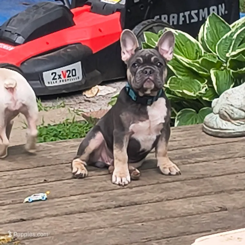 Onyx – French Bulldog puppy for sale in Kalamazoo, MI