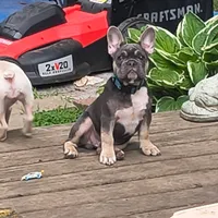 Onyx, a male French Bulldog for sale in Kalamazoo, MI – 1 of 2
