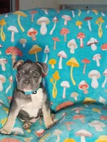 Onyx, a male French Bulldog for sale in Kalamazoo, MI – 2 of 2