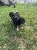 pickles, a male Poodle - Toy  for sale in Canton, OH – 2 of 2
