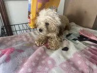 Tanner, a male Poodle - Toy  for sale in Canton, OH – 2 of 6