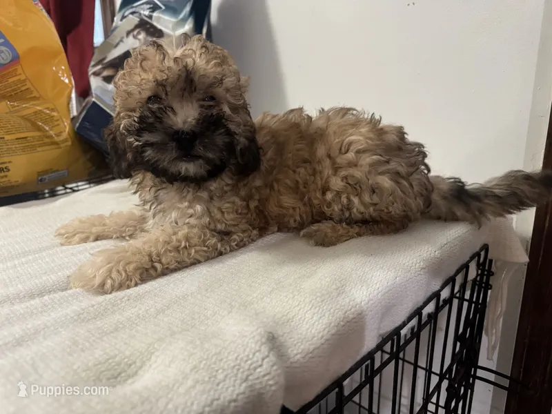 Gambit – Poodle - Toy  puppy for sale in Canton, OH