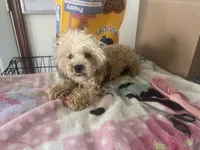 Tanner, a male Poodle - Toy  for sale in Canton, OH – 3 of 6