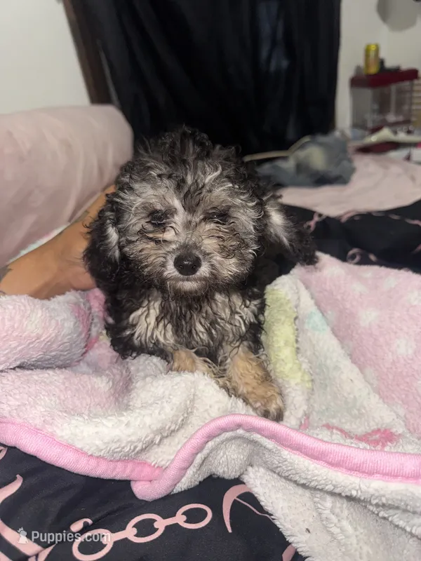 pickles – Poodle - Toy  puppy for sale in Canton, OH