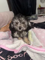 pickles, a male Poodle - Toy  for sale in Canton, OH – 1 of 4