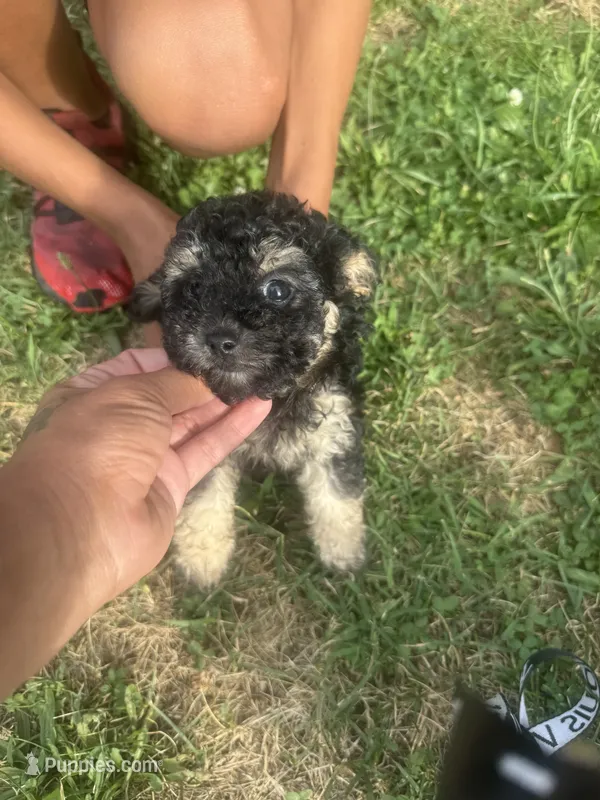 Treasure – Poodle - Toy  puppy for sale in Canton, OH