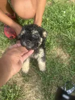 Treasure, a female Poodle - Toy  for sale in Canton, OH – 1 of 4