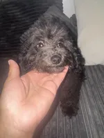 panther, a male Poodle - Toy  for sale in Canton, OH – Photo 8 of 8