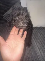 panther, a male Poodle - Toy  for sale in Canton, OH – Photo 4 of 8