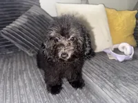 panther, a male Poodle - Toy  for sale in Canton, OH – Photo 3 of 8