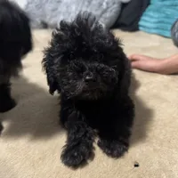panther, a male Poodle - Toy  for sale in Canton, OH – Photo 7 of 8