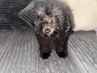 panther, a male Poodle - Toy  for sale in Canton, OH – Photo 2 of 8