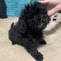 panther, a male Poodle - Toy  for sale in Canton, OH – Photo 6 of 8