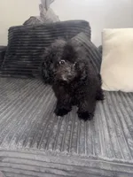 panther, a male Poodle - Toy  for sale in Canton, OH – Photo 5 of 8