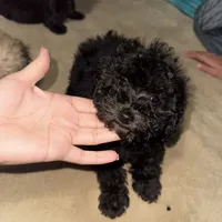 panther, a male Poodle - Toy  for sale in Canton, OH – Photo 1 of 8