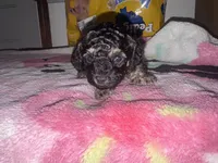 Treasure, a female Poodle - Toy  for sale in Canton, OH – 2 of 4