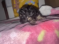 Treasure, a female Poodle - Toy  for sale in Canton, OH – 3 of 4