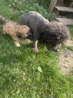 Gambit, a male Poodle - Toy  for sale in Canton, OH – 4 of 6