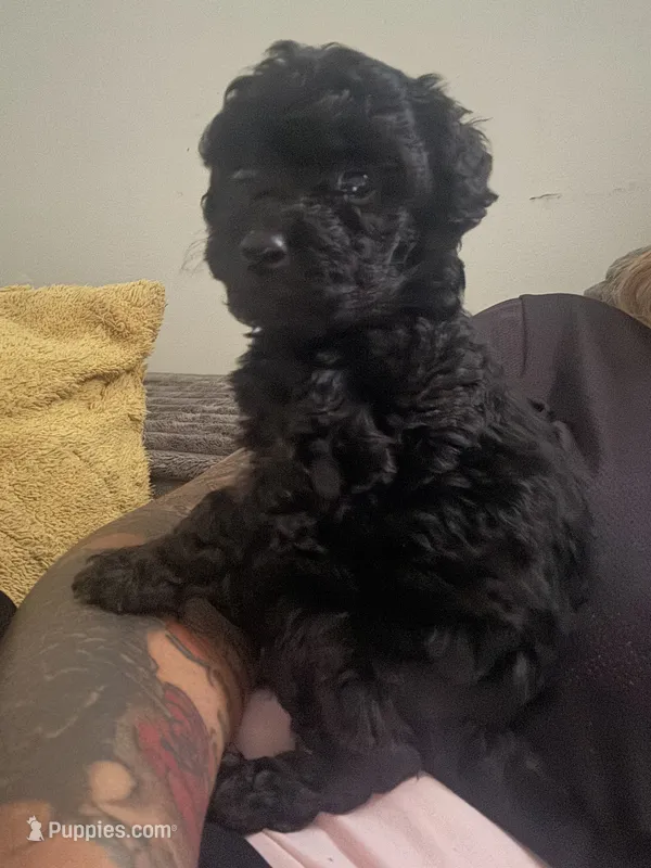 Twilight – Poodle - Toy  puppy for sale in Canton, OH