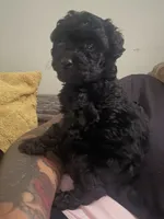 Twilight, a female Poodle - Toy  for sale in Canton, OH – 1 of 3
