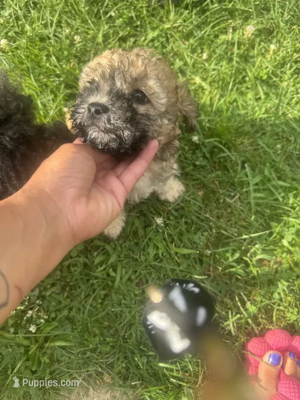 Gambit – Poodle - Toy  puppy for sale in Canton, OH
