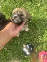 Gambit, a male Poodle - Toy  for sale in Canton, OH – 1 of 6