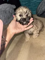 Tanner, a male Poodle - Toy  for sale in Canton, OH – Photo 4 of 5