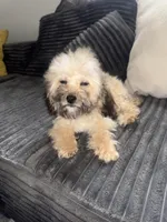 Tanner, a male Poodle - Toy  for sale in Canton, OH – Photo 3 of 9