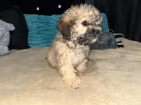 Tanner, a male Poodle - Toy  for sale in Canton, OH – Photo 3 of 5