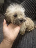 Tanner, a male Poodle - Toy  for sale in Canton, OH – Photo 9 of 9