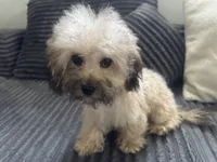 Tanner, a male Poodle - Toy  for sale in Canton, OH – Photo 2 of 9