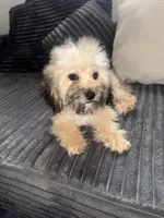 Tanner, a male Poodle - Toy  for sale in Canton, OH – Photo 5 of 9