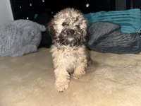 Tanner, a male Poodle - Toy  for sale in Canton, OH – Photo 2 of 5