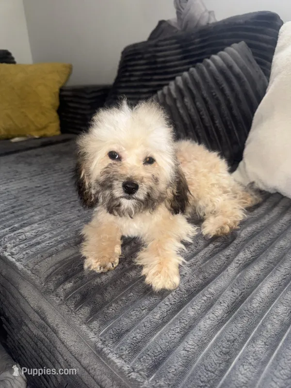 Tanner – Poodle - Toy  puppy for sale in Canton, OH