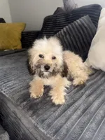 Tanner, a male Poodle - Toy  for sale in Canton, OH – Photo 1 of 9